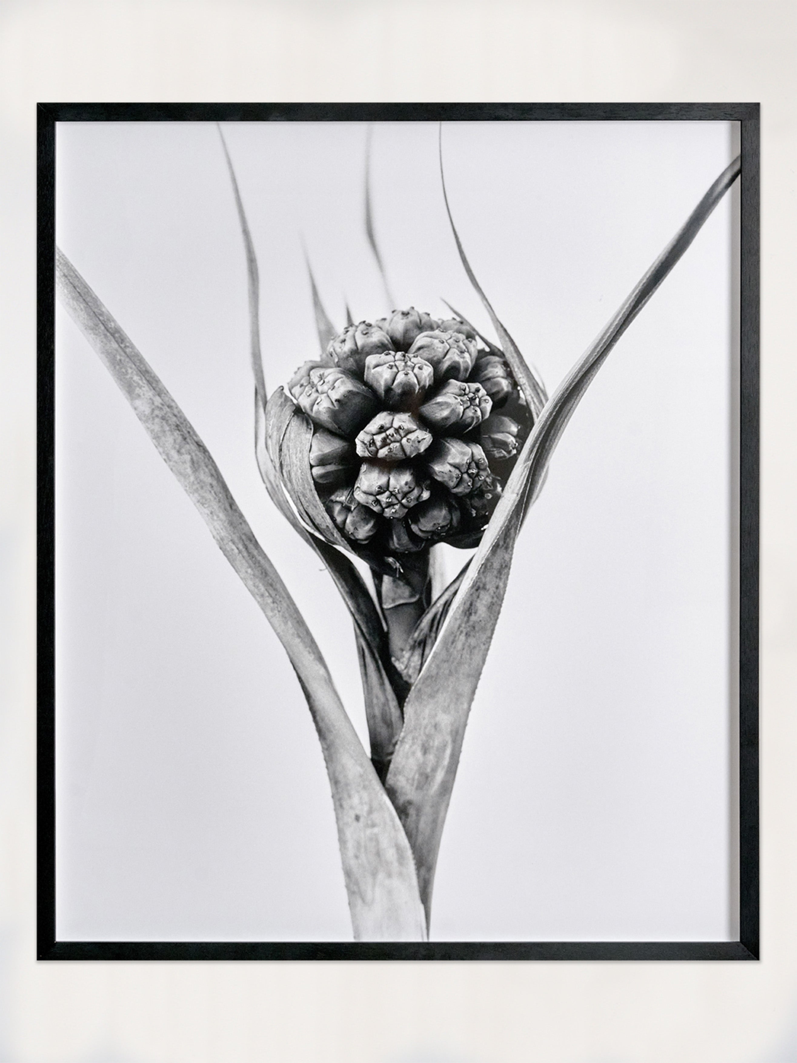 Pandanus, Screw Pine  (Pandanus Tectorius)