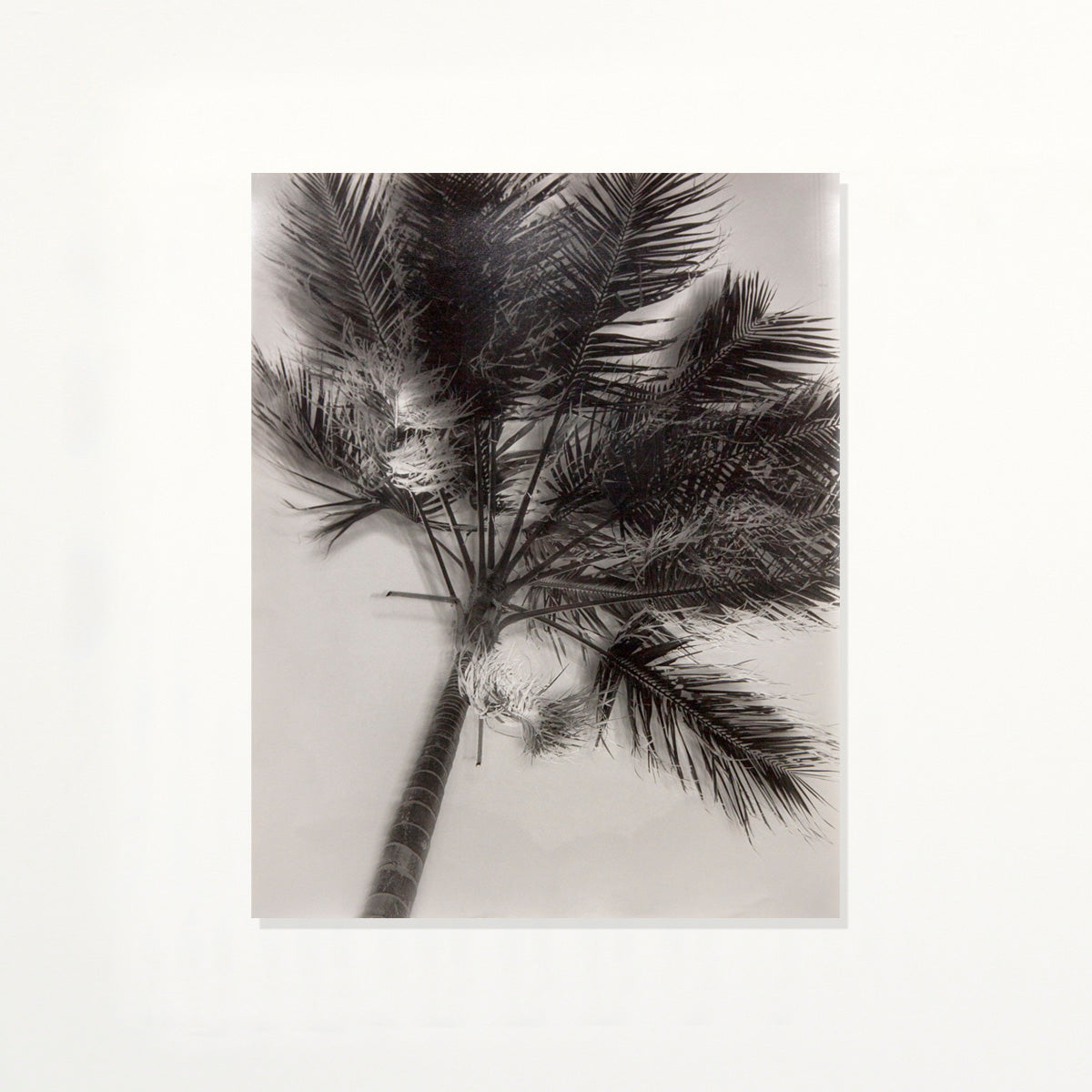 Palm (IX)